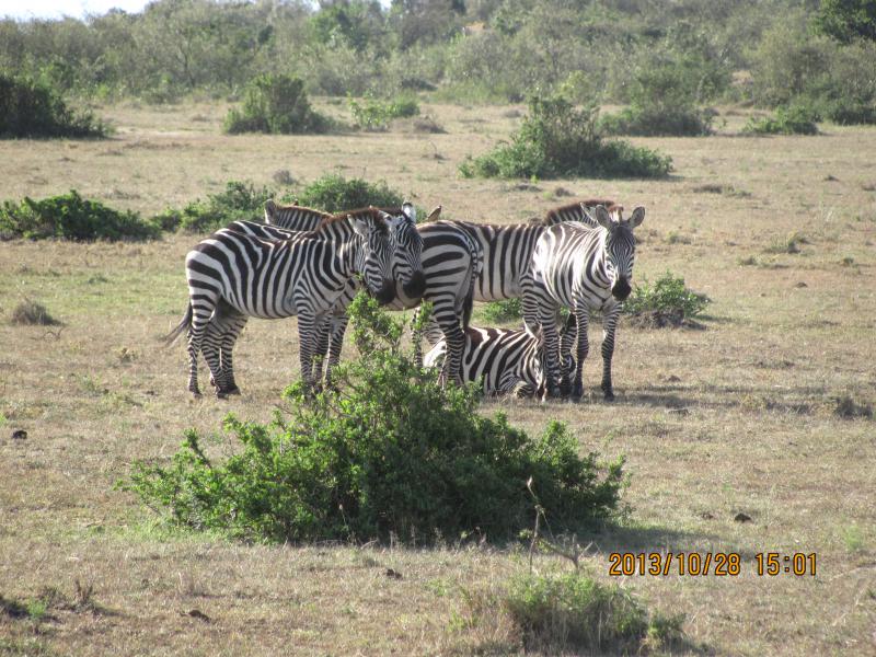 Zebra gyülés Masai Mara