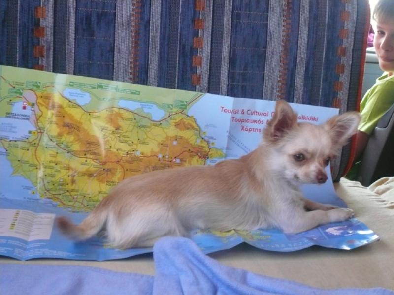 A kutyafuttában beszerzett térkép és Eperke (Mimike szaqbin volt)