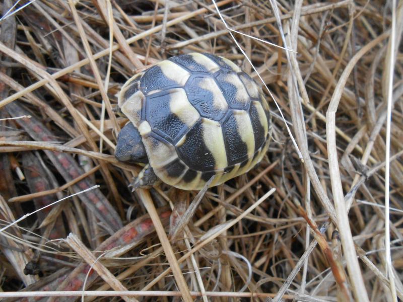 Teki