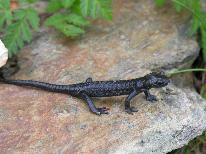 Folt nélküli Alpesi szalamandra