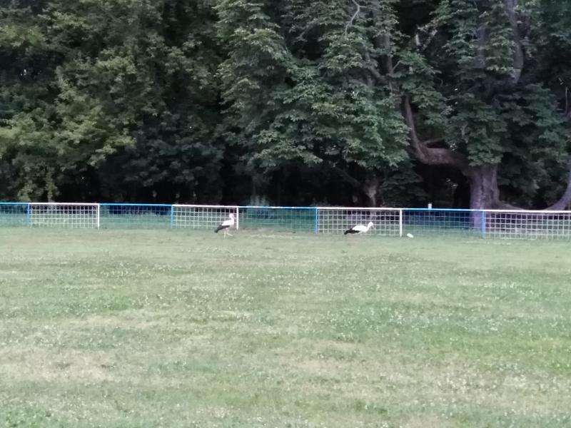 a reggel sportos gólyákkal