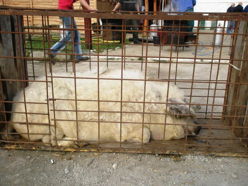Az elsö mangalica áldozat