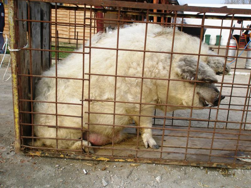 A második mangalica áldozat